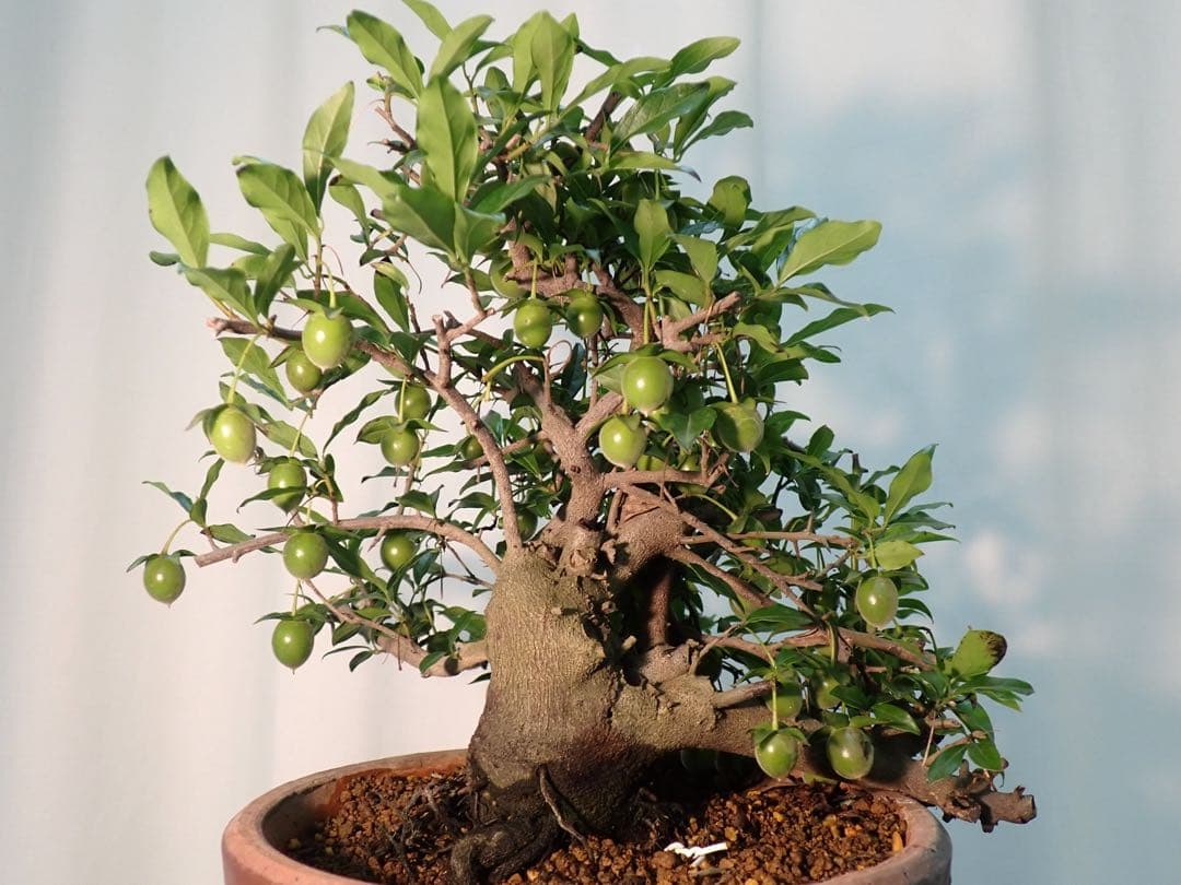 老爺柿　常盤柿