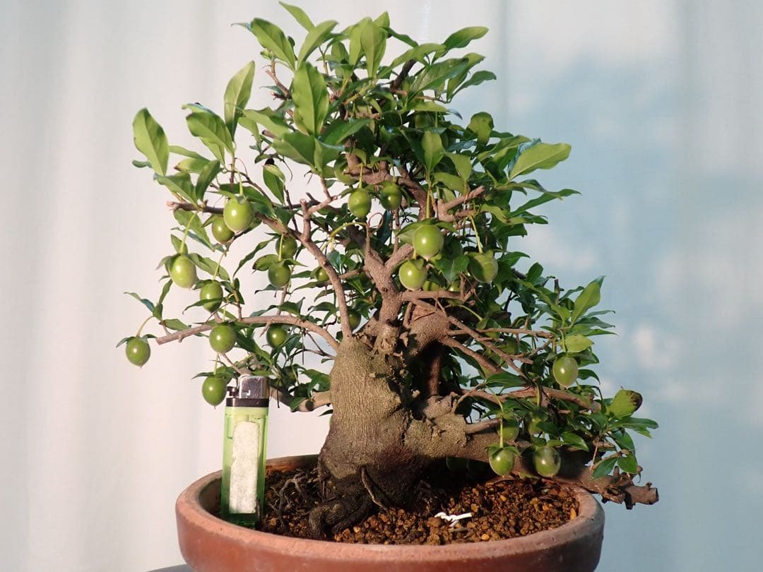 老爺柿　常盤柿