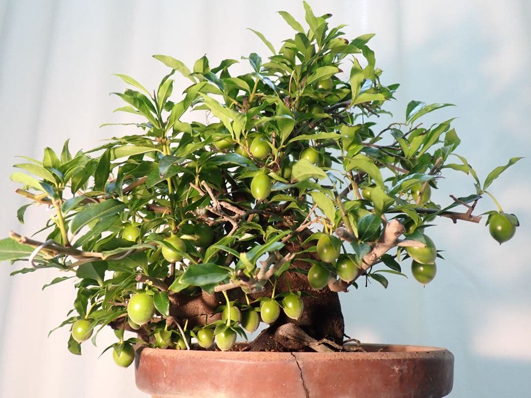 老爺柿　常盤柿