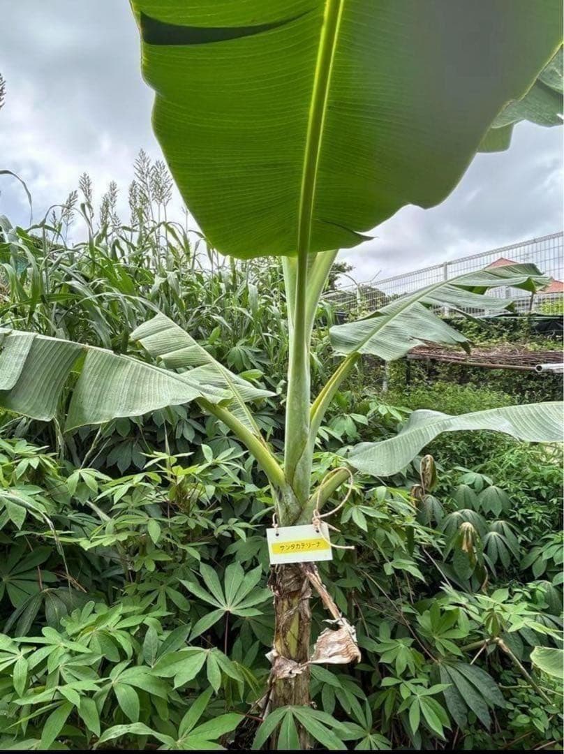 処分◆180cm巨大苗◆サンタカタリーナ◆早生タイプゆえ初心者収穫容易、低木耐寒