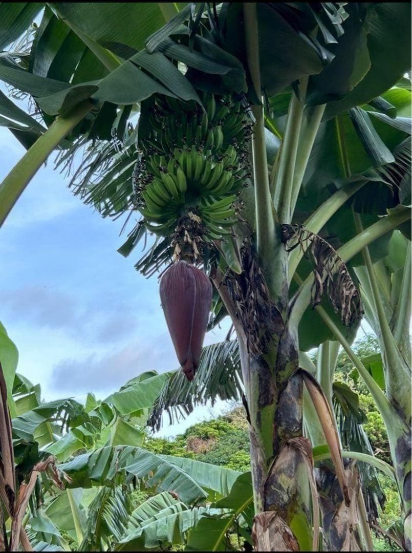 処分◆180cm巨大苗◆サンタカタリーナ◆早生タイプゆえ初心者収穫容易、低木耐寒