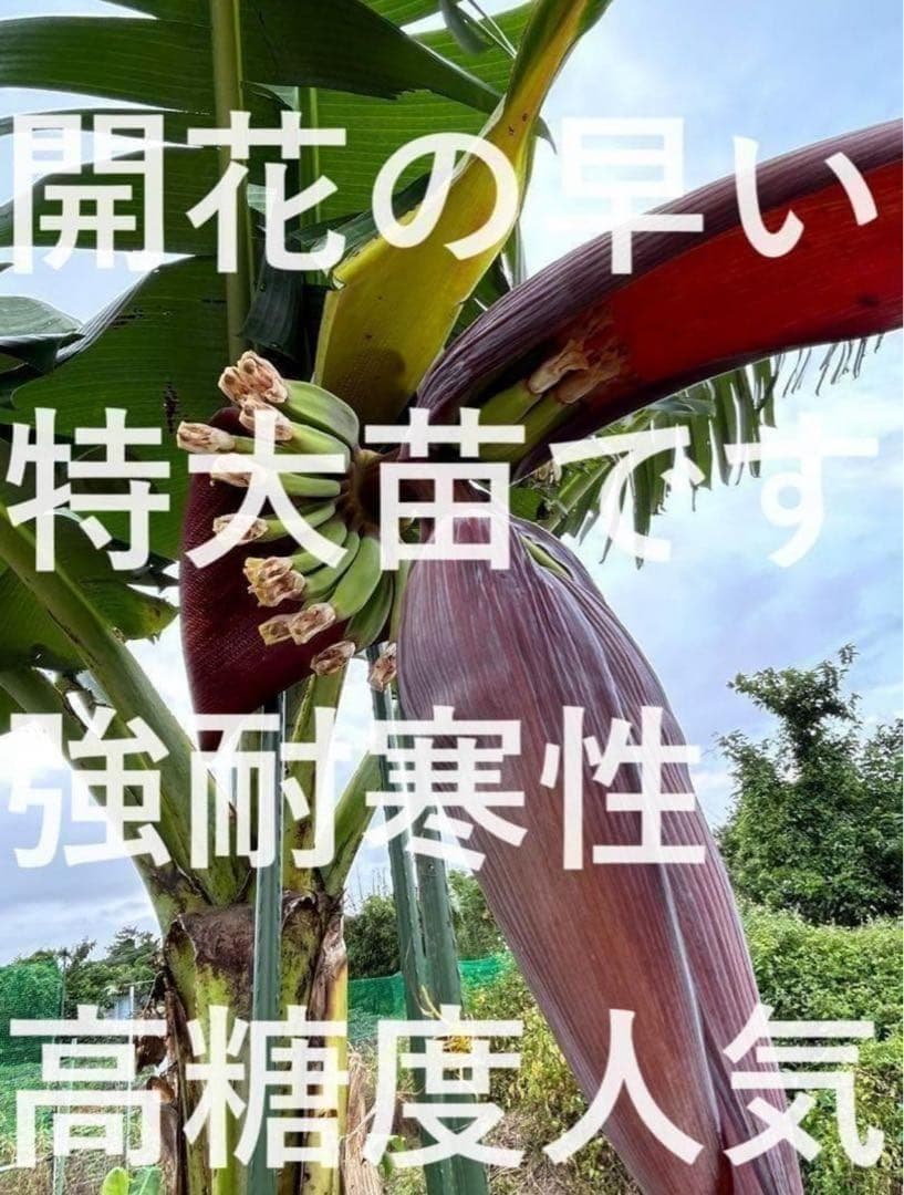 処分◆180cm巨大苗◆サンタカタリーナ◆早生タイプゆえ初心者収穫容易、低木耐寒