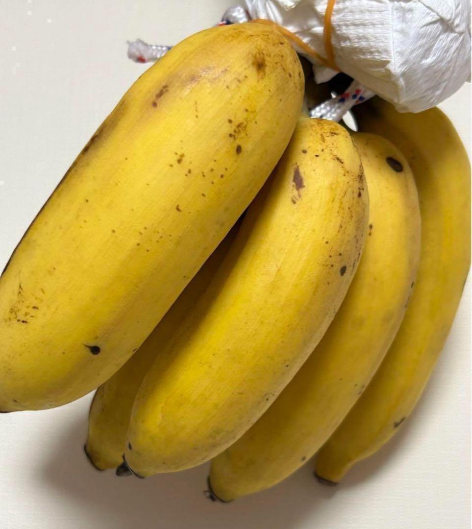 処分◆180cm巨大苗◆サンタカタリーナ◆早生タイプゆえ初心者収穫容易、低木耐寒