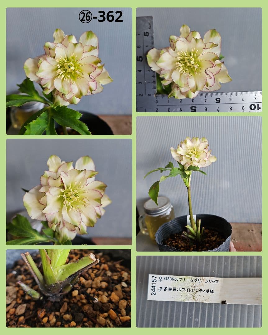 謙信様ご購入苗㉖-305㉖-317㉖-362㉖-364クリスマスローズ