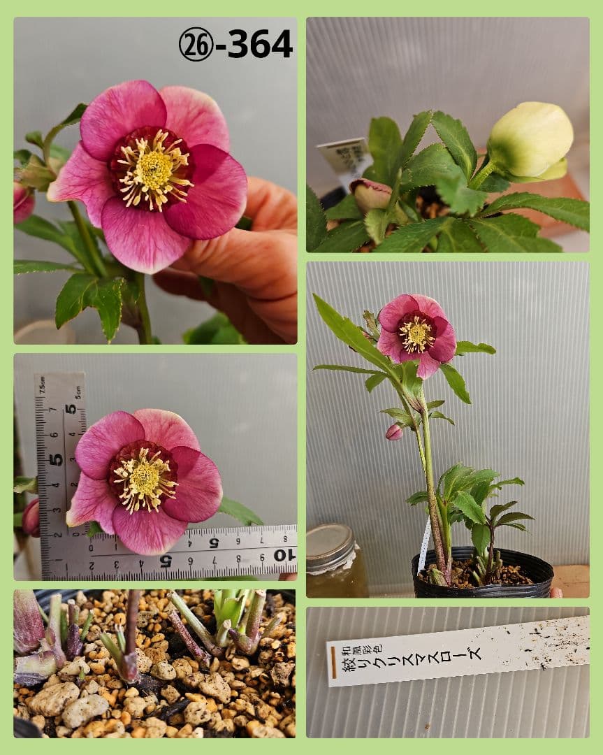 謙信様ご購入苗㉖-305㉖-317㉖-362㉖-364クリスマスローズ