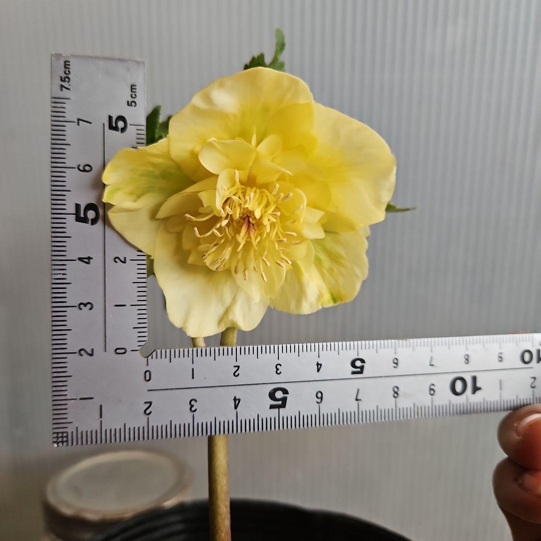 謙信様ご購入苗㉖-305㉖-317㉖-362㉖-364クリスマスローズ