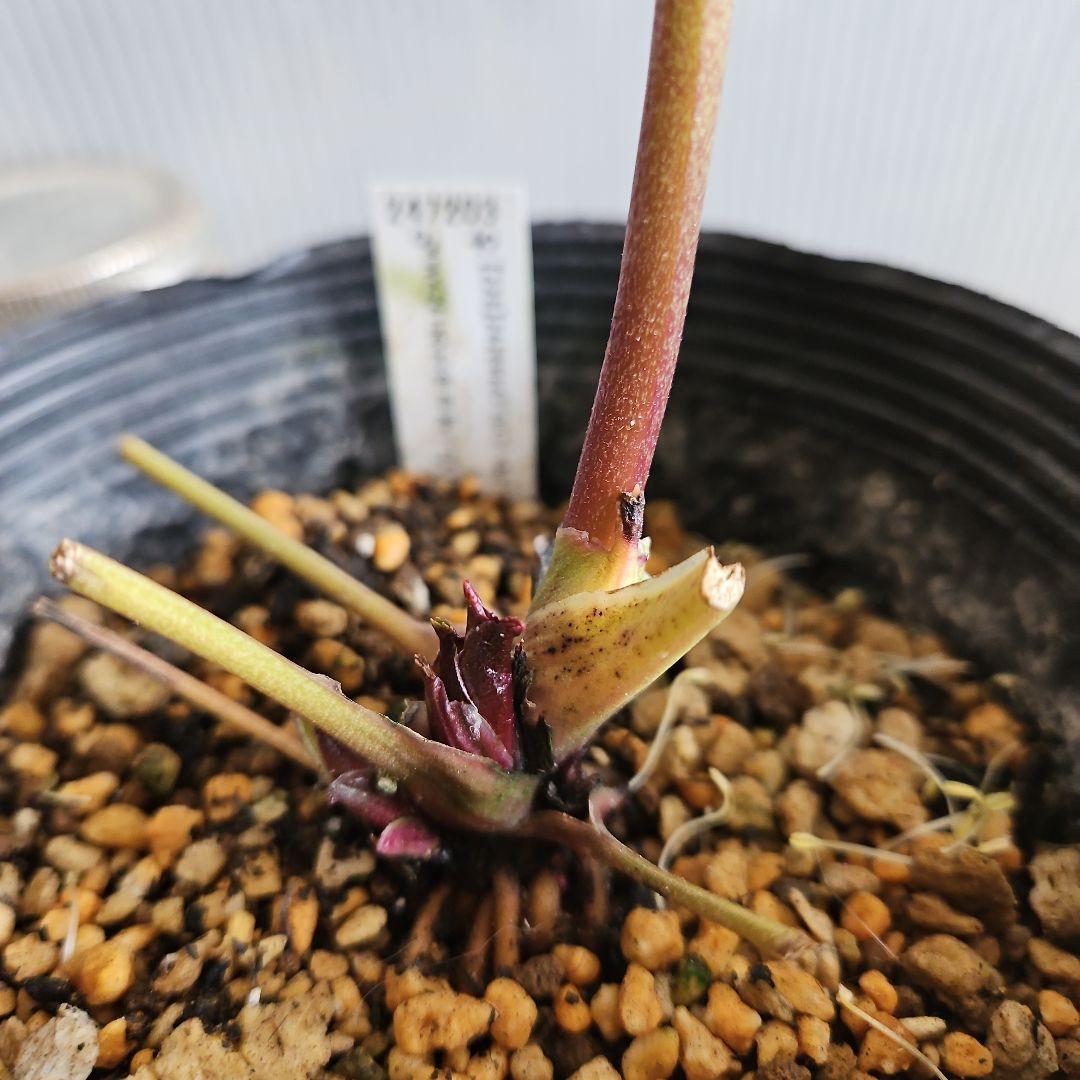 謙信様ご購入苗㉖-305㉖-317㉖-362㉖-364クリスマスローズ