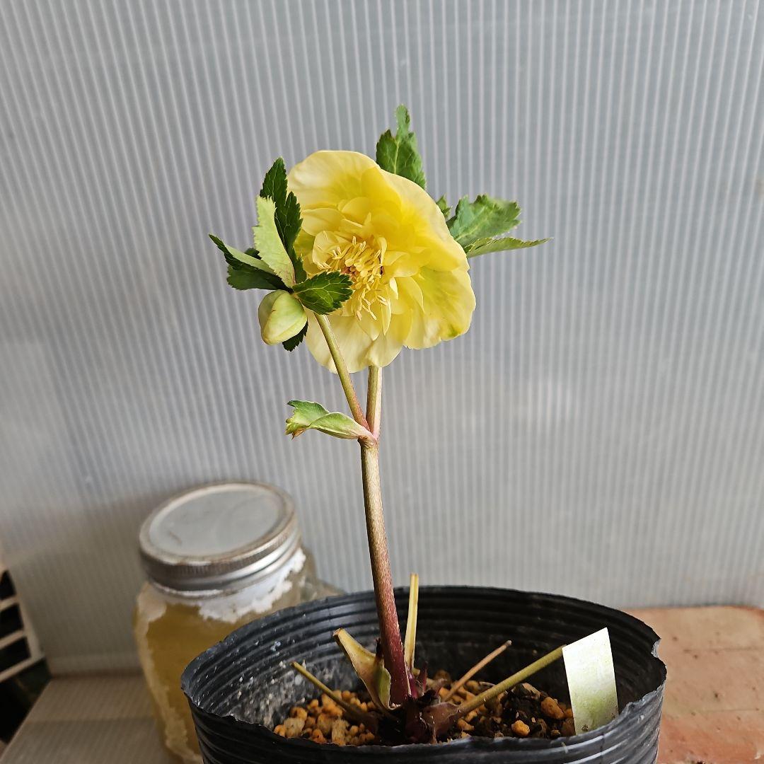 謙信様ご購入苗㉖-305㉖-317㉖-362㉖-364クリスマスローズ