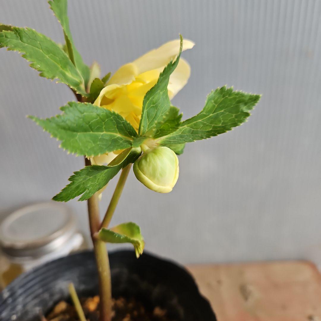 謙信様ご購入苗㉖-305㉖-317㉖-362㉖-364クリスマスローズ