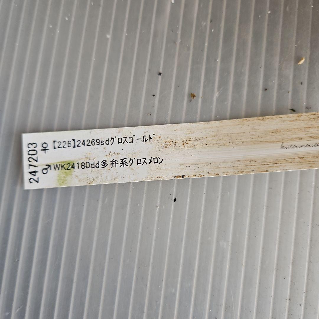 謙信様ご購入苗㉖-305㉖-317㉖-362㉖-364クリスマスローズ