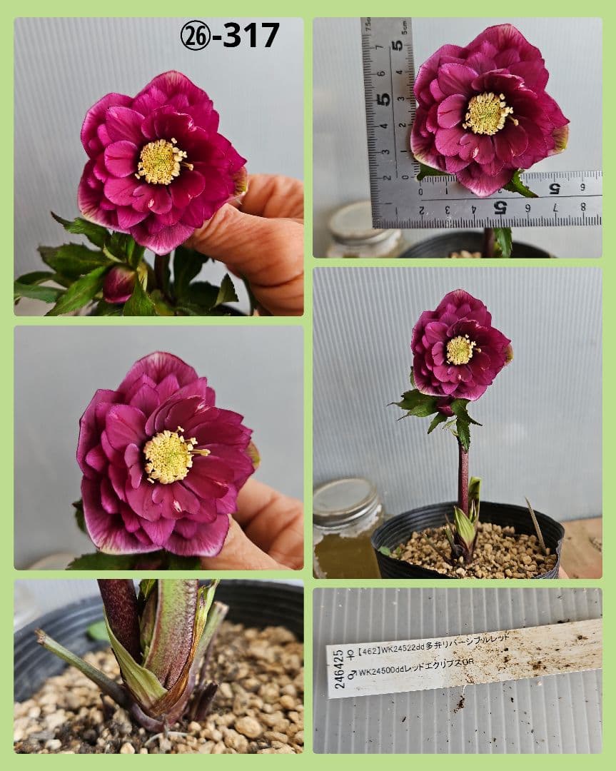 謙信様ご購入苗㉖-305㉖-317㉖-362㉖-364クリスマスローズ