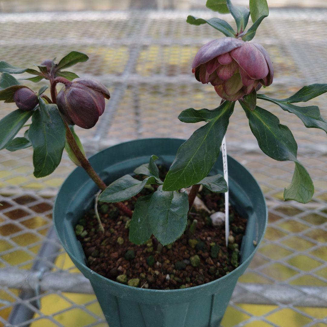 も*読様 クリスマスローズ　原種交配　小輪