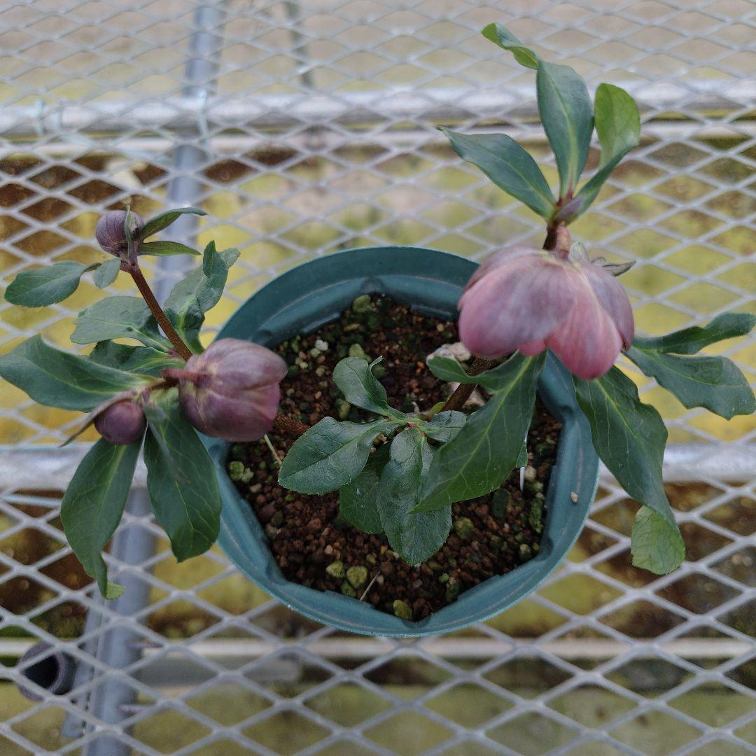 も*読様 クリスマスローズ　原種交配　小輪