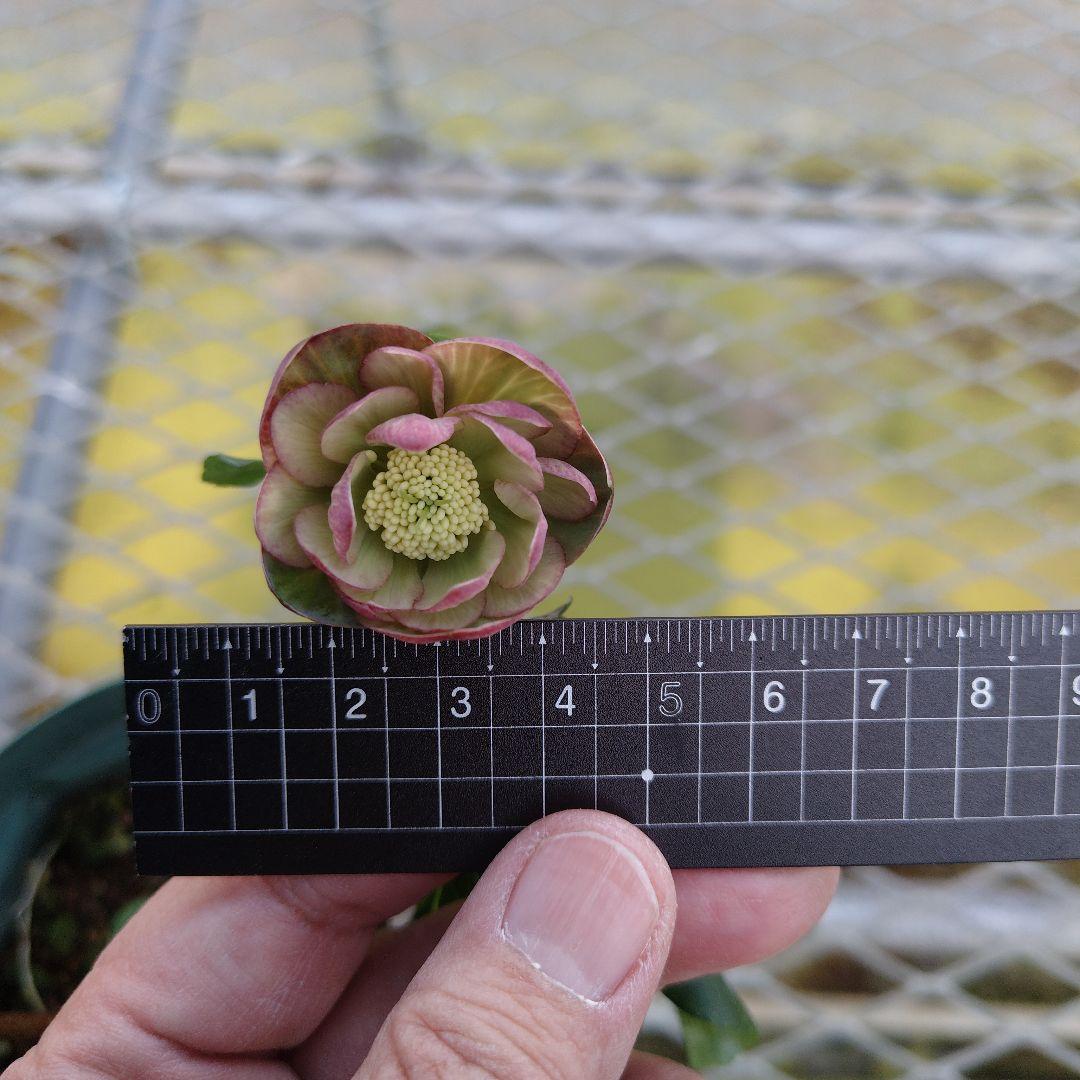 も*読様 クリスマスローズ　原種交配　小輪