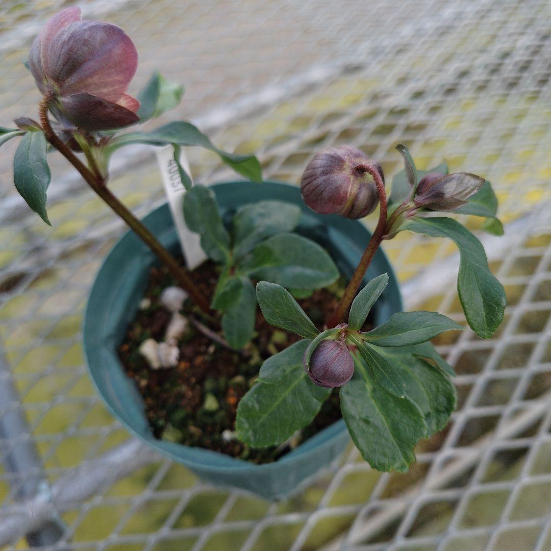 も*読様 クリスマスローズ　原種交配　小輪