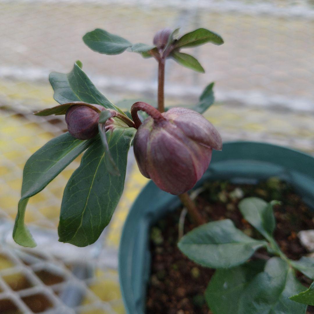 も*読様 クリスマスローズ　原種交配　小輪