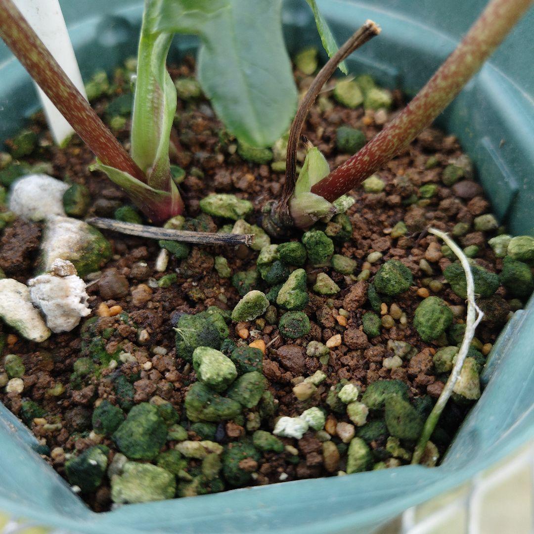 も*読様 クリスマスローズ　原種交配　小輪