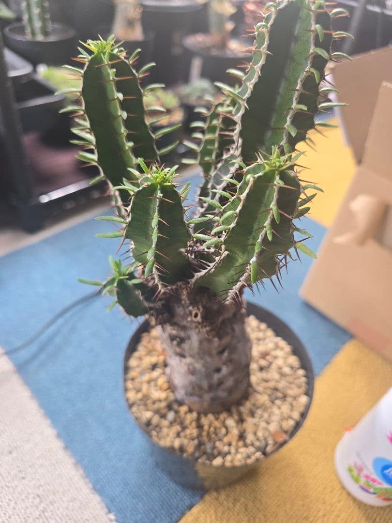 ユーフォルビア ムランジーナ 現地球 発根済