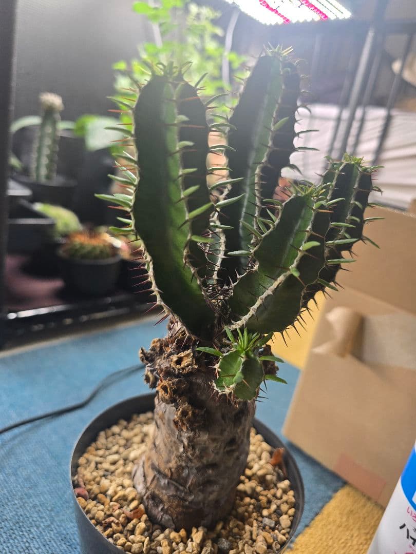 ユーフォルビア ムランジーナ 現地球 発根済