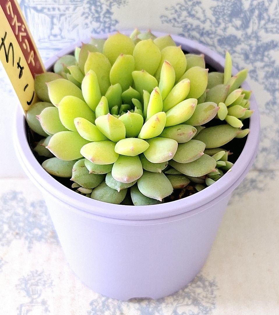 ちょこん 札付きポットごとメルカリ便おらいさん苗ミックスベリア