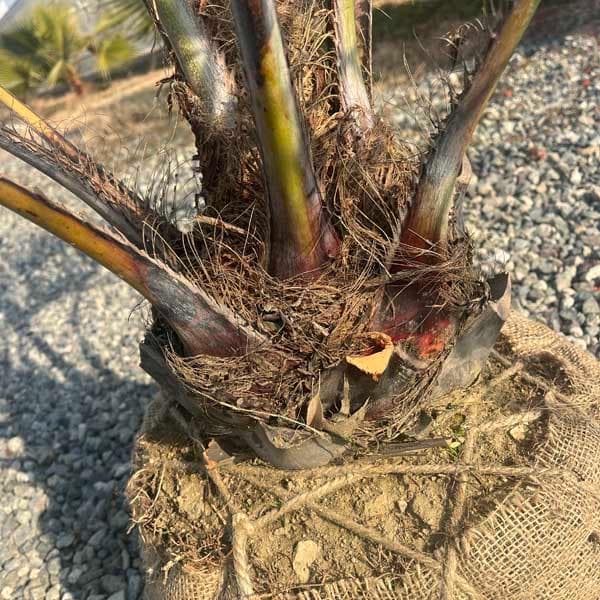 ココスヤシ パームツリー Butiayatay 椰子 ヤシの木 - メルカリ