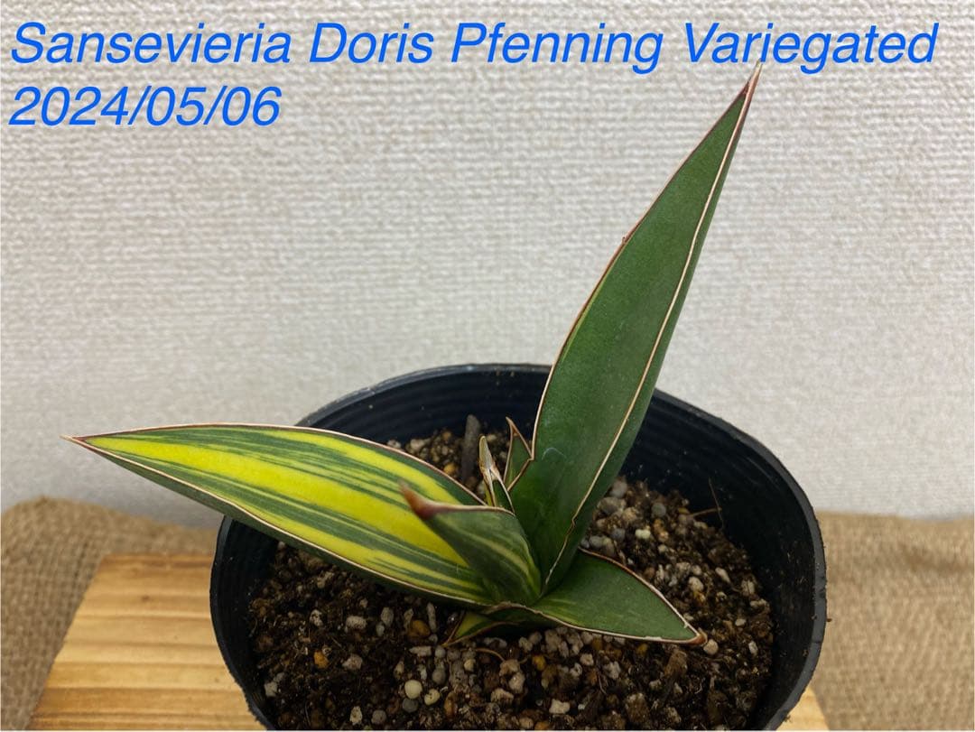 サンスベリア ドリスフェニー 斑入 S.Doris Pfenning - メルカリ