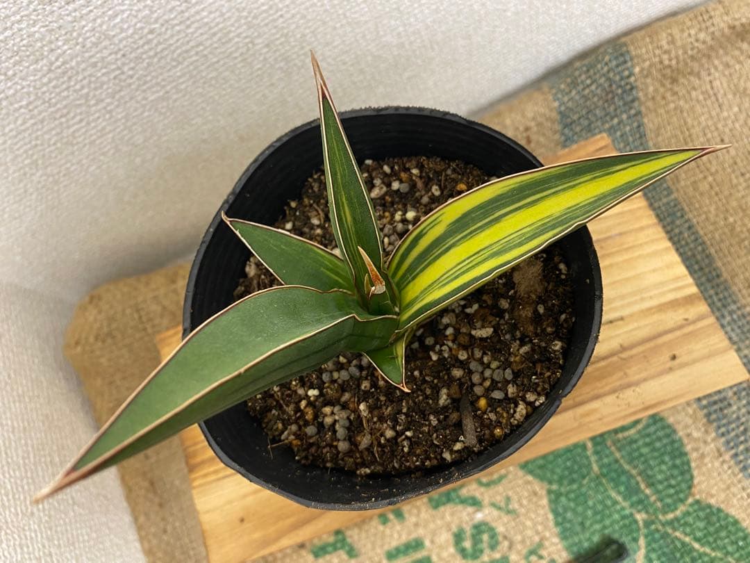 サンスベリア ドリスフェニー 斑入 S.Doris Pfenning - メルカリ