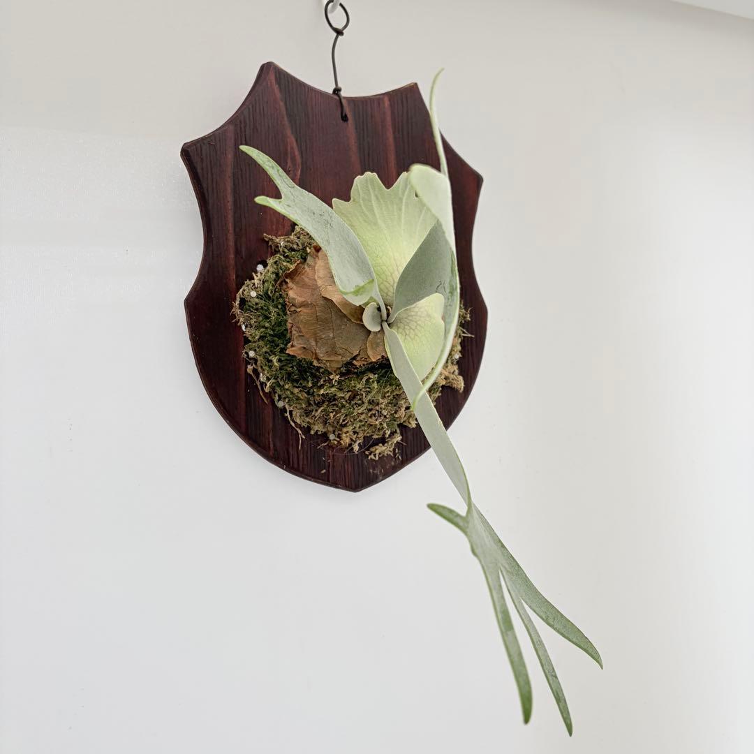 板付 観葉植物 超美株の子株です♫〖ビカクシダ・ウィリンキー