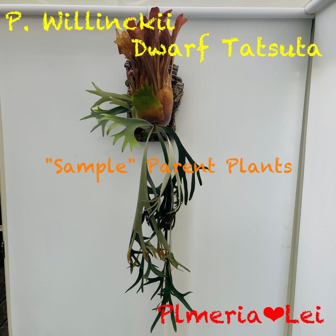 板付 観葉植物 超美株の子株です♫〖ビカクシダ・ウィリンキー