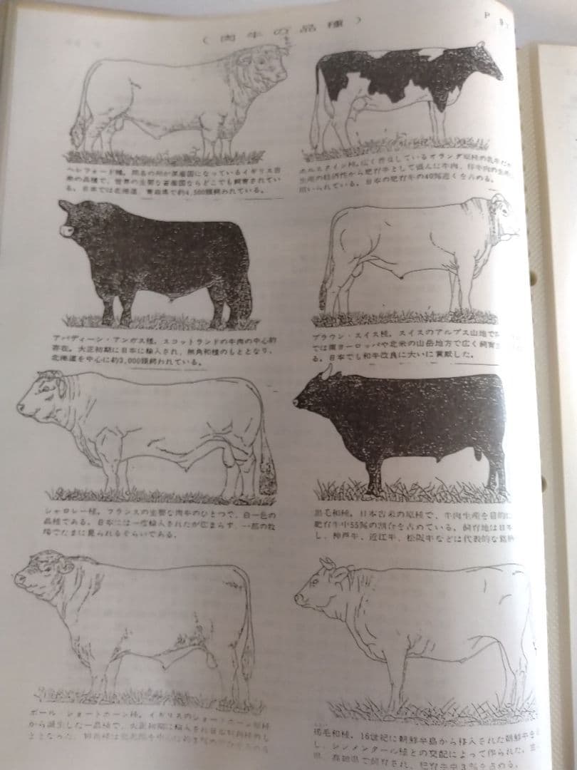 精肉商品づくり、商品知識マニュアル - メルカリ