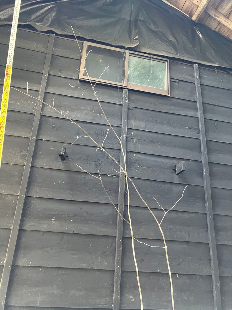 専用　602 山採り　アオダモ　ヤマコウバシ