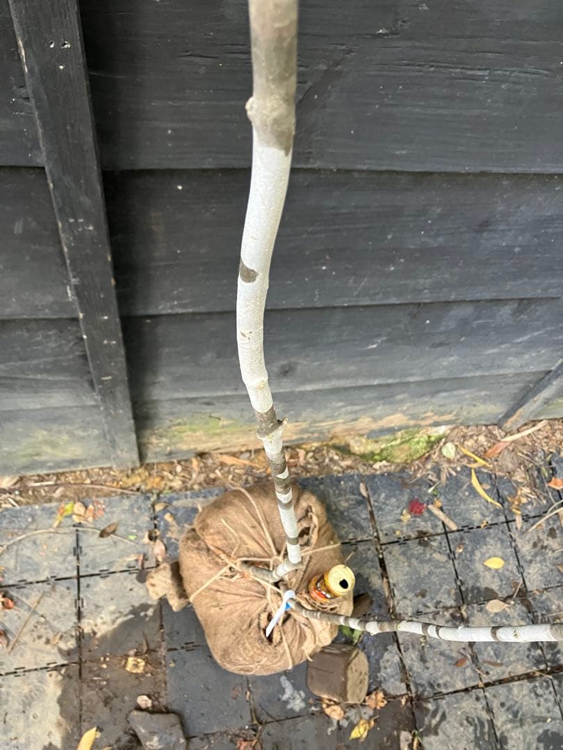 専用　602 山採り　アオダモ　ヤマコウバシ