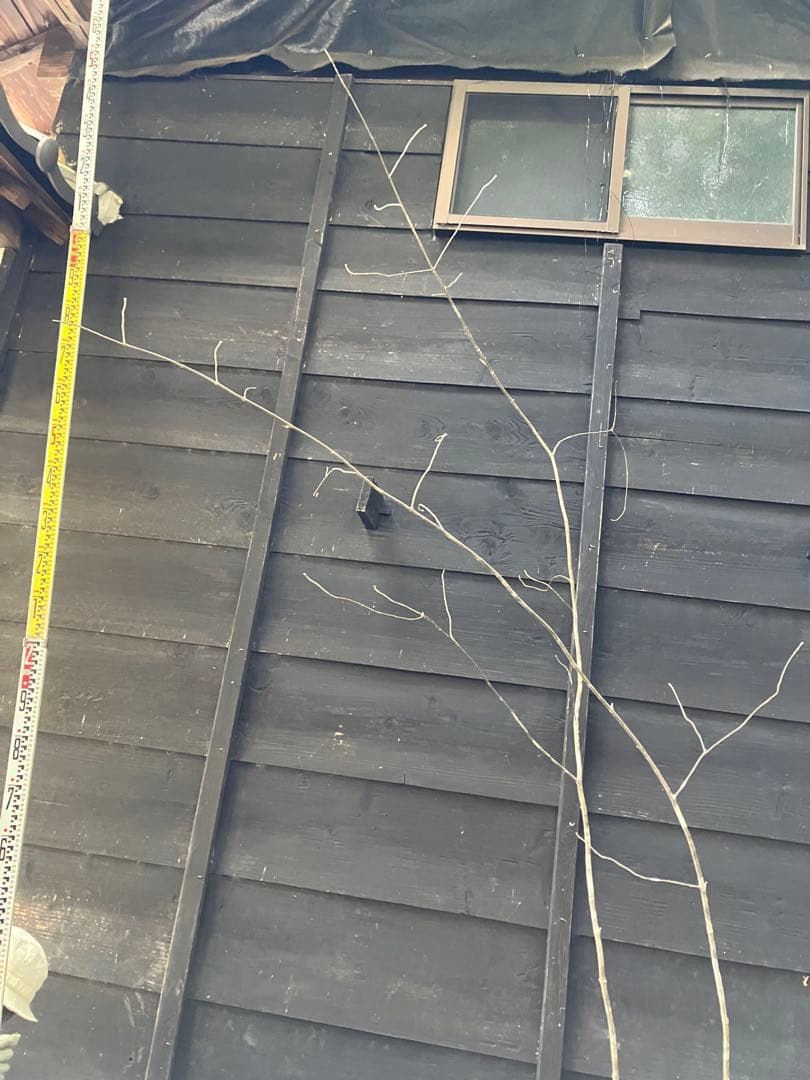 専用　602 山採り　アオダモ　ヤマコウバシ