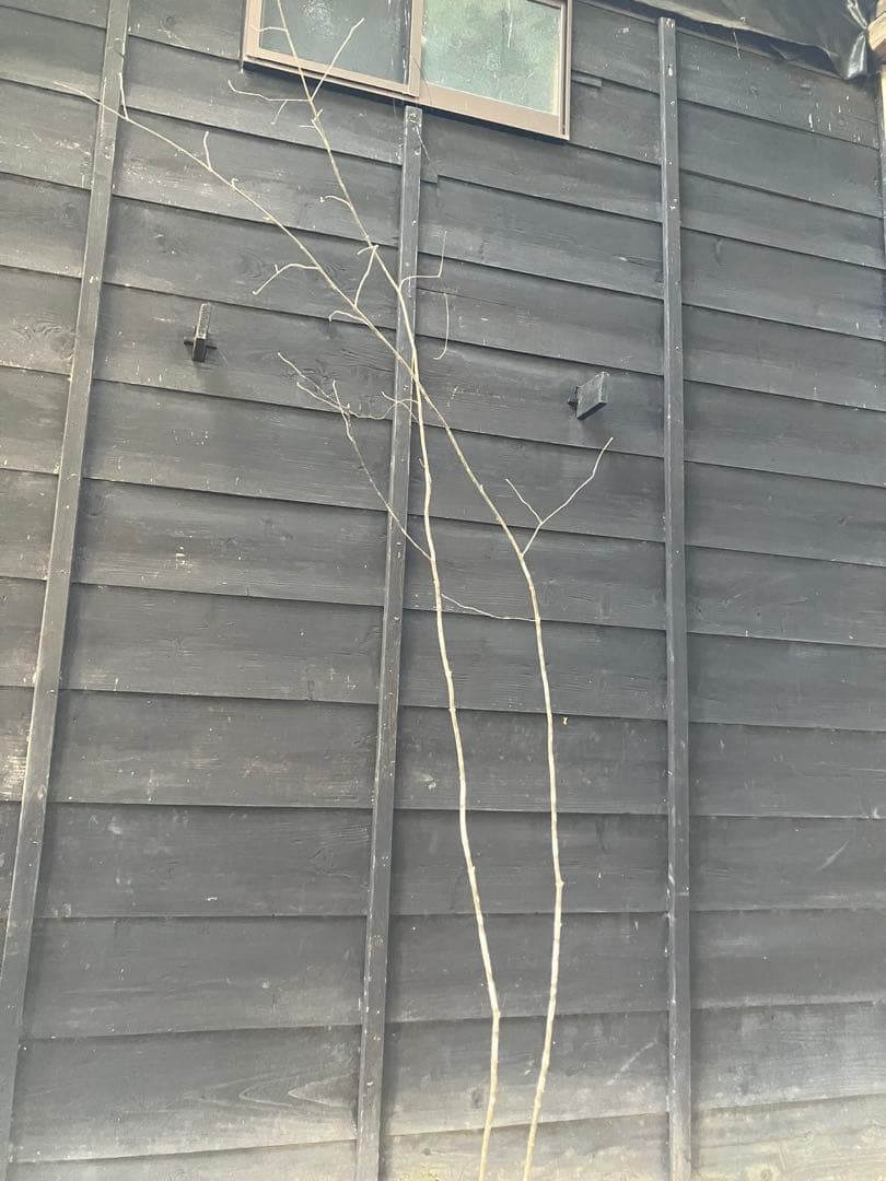 専用　602 山採り　アオダモ　ヤマコウバシ