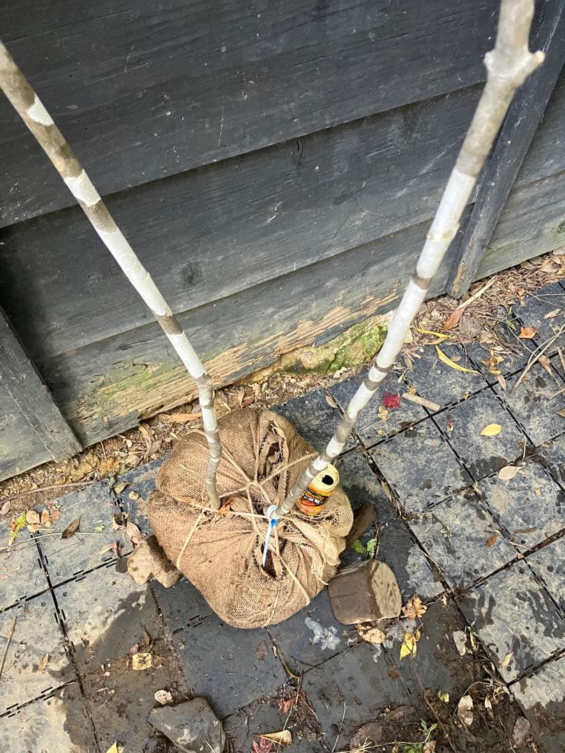 専用　602 山採り　アオダモ　ヤマコウバシ