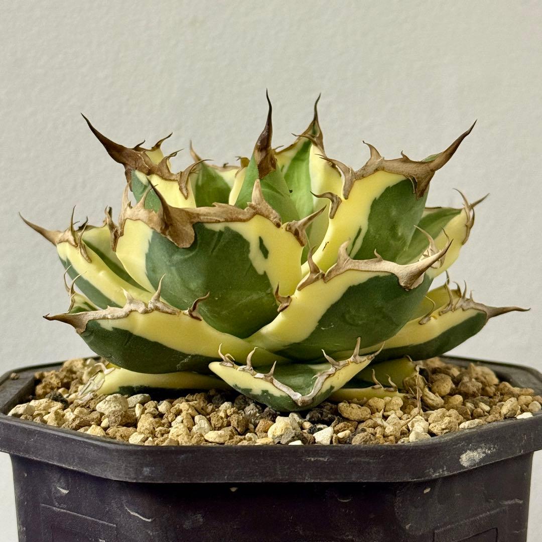 専用（特選）アガベ スナグルトゥース 中株 - メルカリ