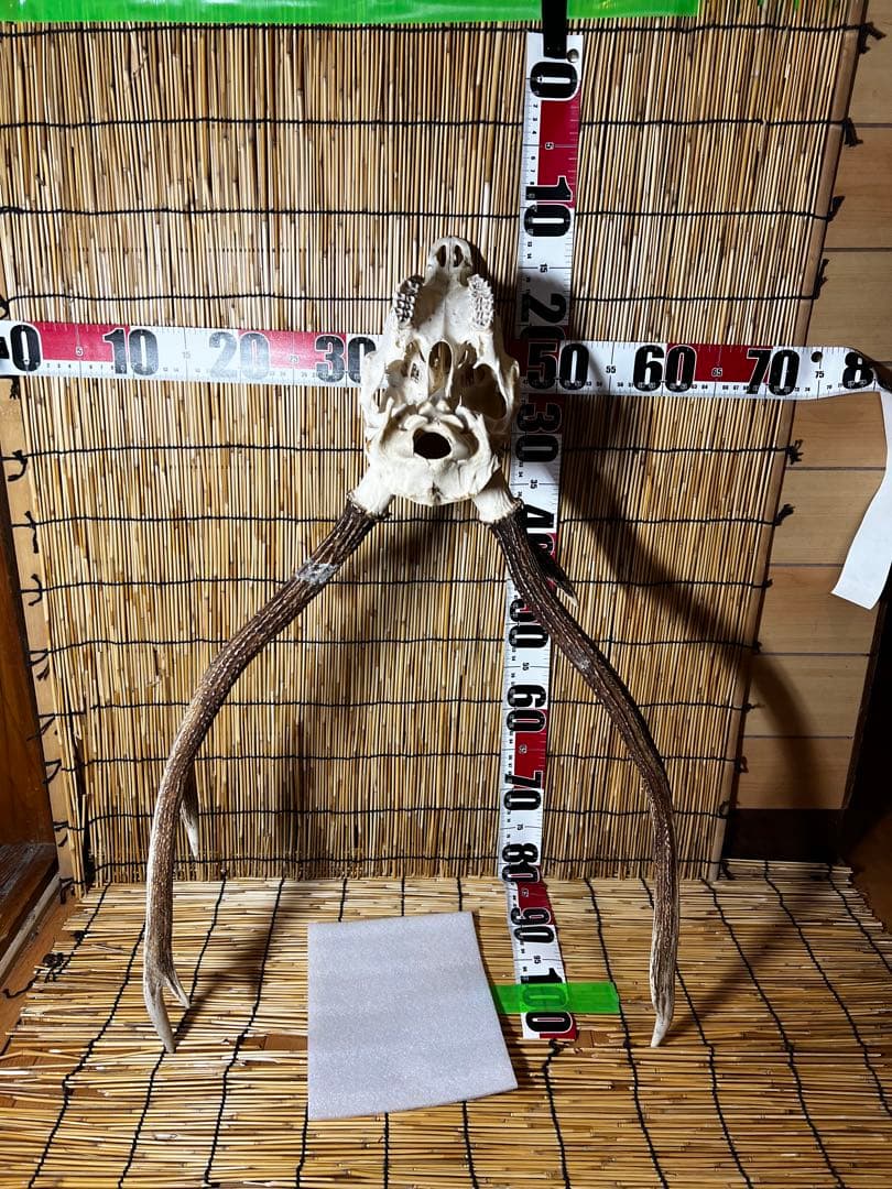 ニホンジカハンティングトロフィー 鹿の角 送料込A01