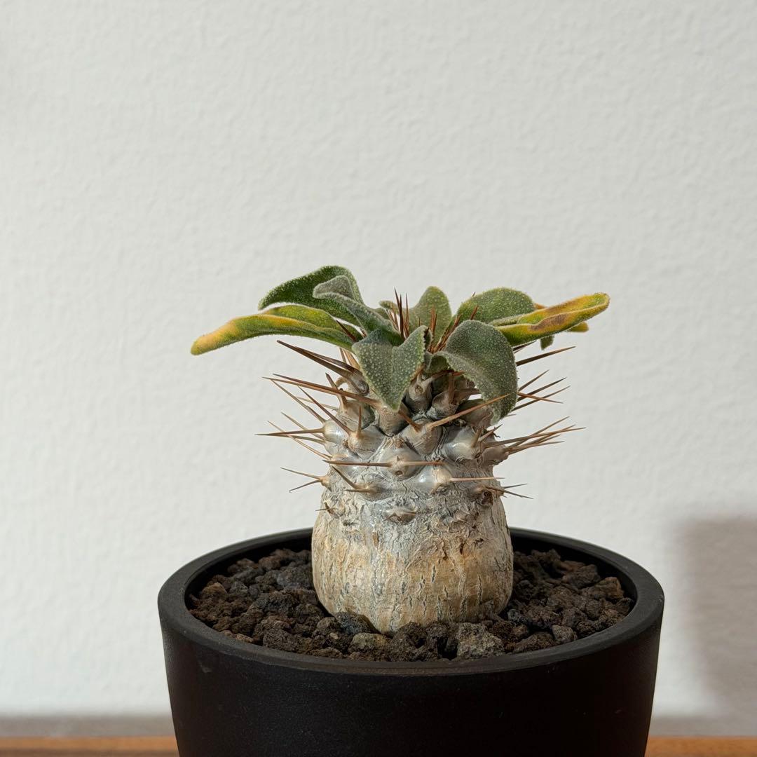 【希少】パキポディウムナマクアナム 光堂 塊根植物 多肉 コーデックス