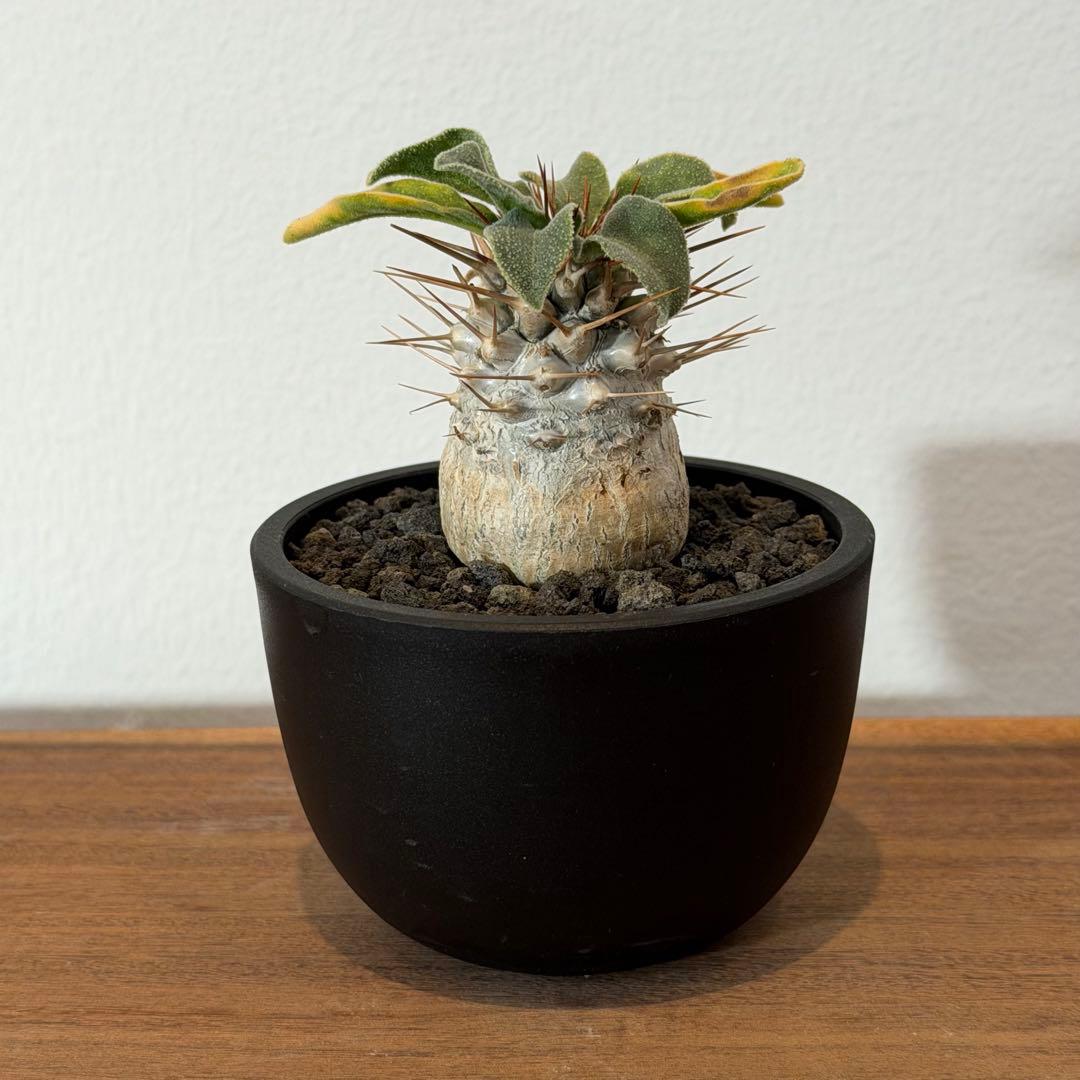 【希少】パキポディウムナマクアナム 光堂 塊根植物 多肉 コーデックス