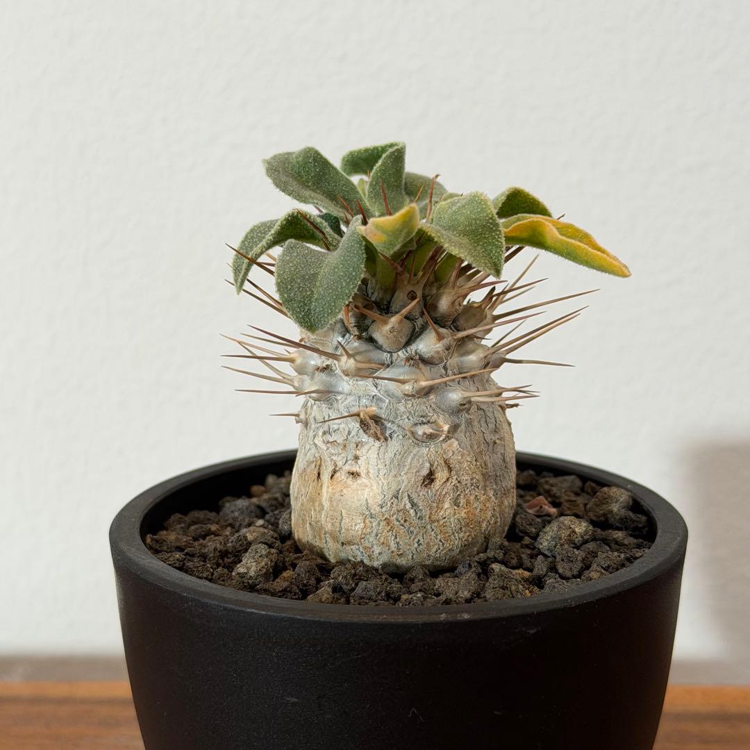 【希少】パキポディウムナマクアナム 光堂 塊根植物 多肉 コーデックス