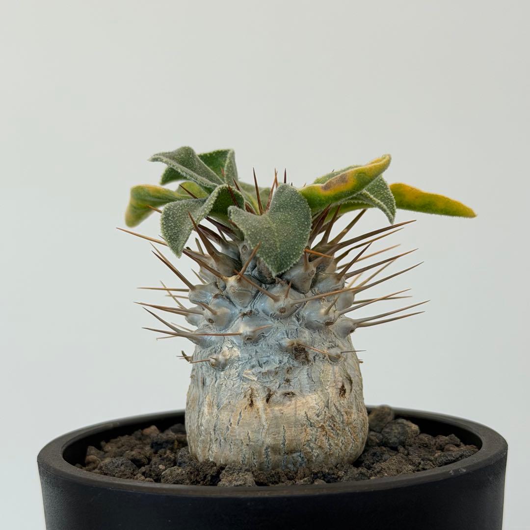 【希少】パキポディウムナマクアナム 光堂 塊根植物 多肉 コーデックス