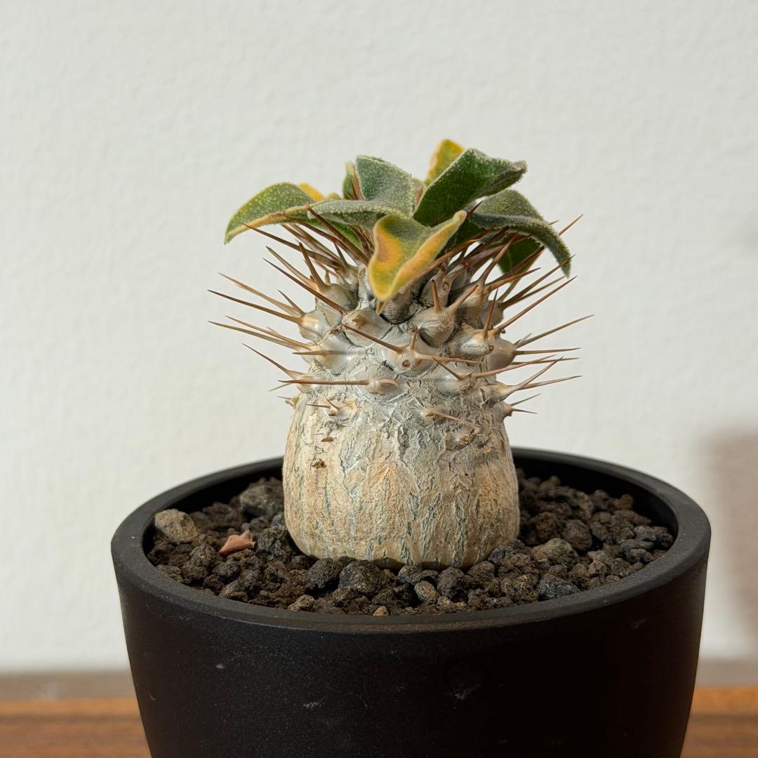 【希少】パキポディウムナマクアナム 光堂 塊根植物 多肉 コーデックス