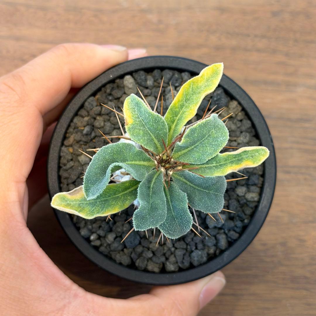 【希少】パキポディウムナマクアナム 光堂 塊根植物 多肉 コーデックス