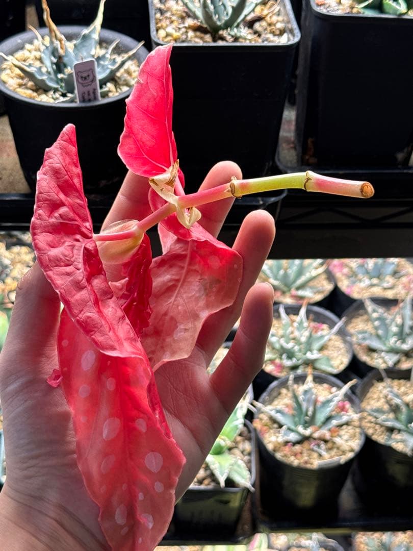 e*S様 ベゴニア マクラータ 斑入り発根管理中