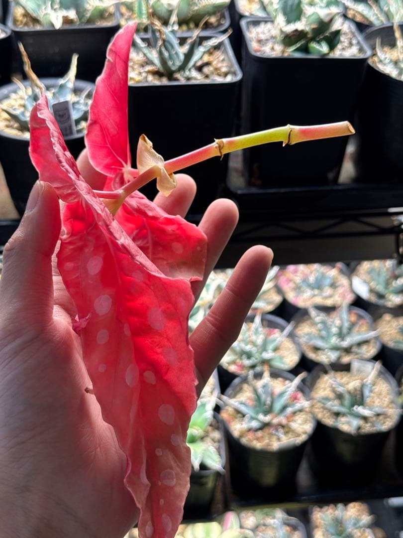 e*S様 ベゴニア マクラータ 斑入り発根管理中