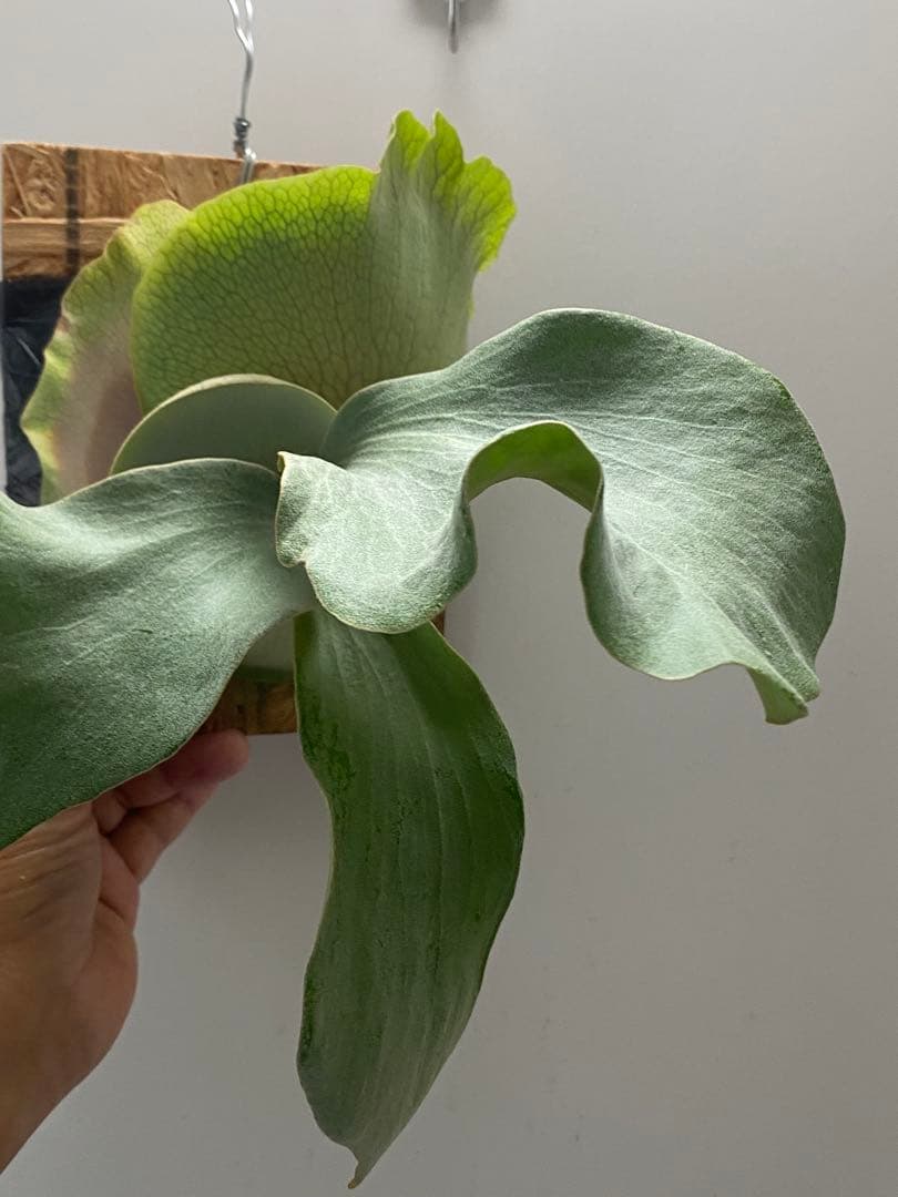 P.FSQ vp#9 Kailas `カイラス' - メルカリ