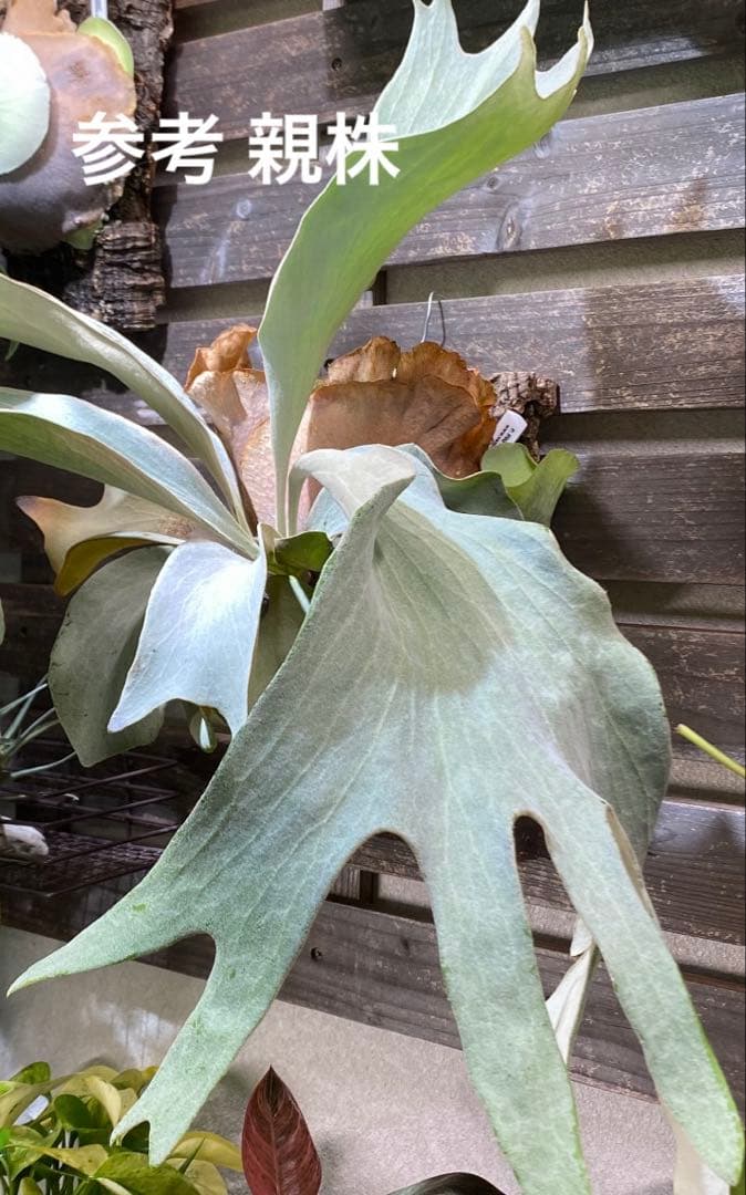 P.FSQ vp#9 Kailas `カイラス' - メルカリ