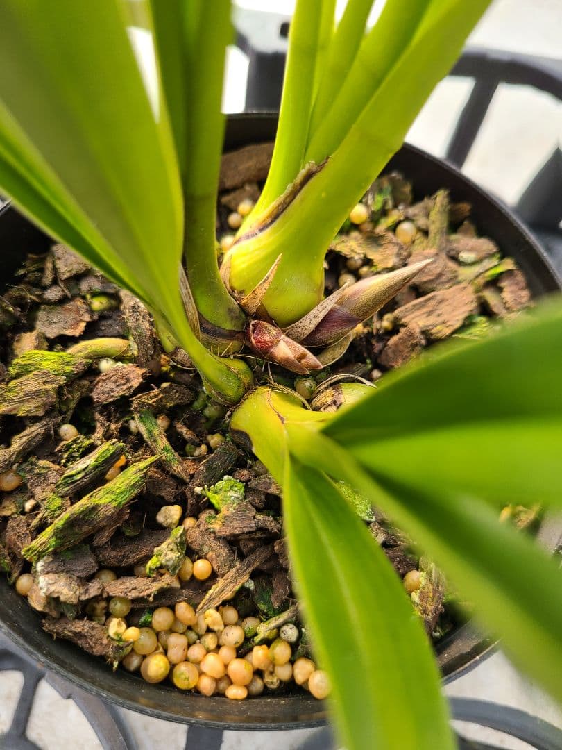 ミスマフェット。花芽合計11個。5鉢セット。蜜蜂誘引蘭。日本蜜蜂