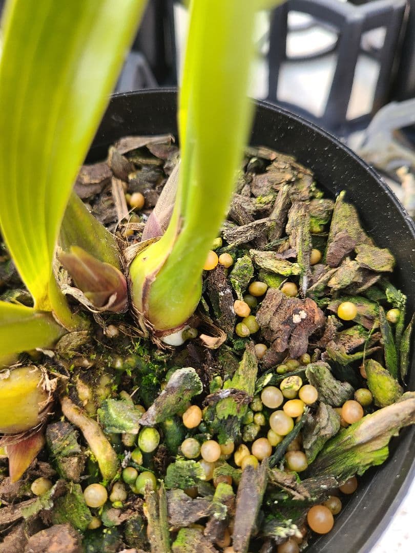 ミスマフェット。花芽合計11個。5鉢セット。蜜蜂誘引蘭。日本蜜蜂