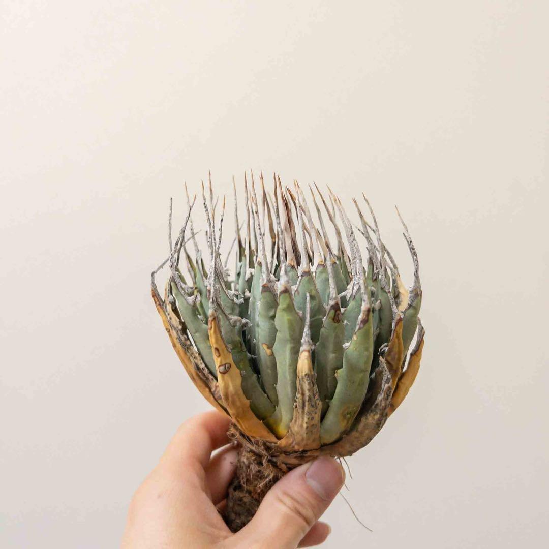 31 ユタエンシス エボリスピナ 現地株 ベアルート 陽炎 アガベ